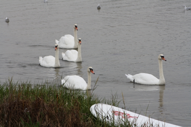 Sup en el hermoso entorno de Christchurch Harbour 