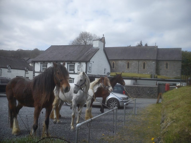  ¡Visite Saddle Tramps Trail Riding hoy! 