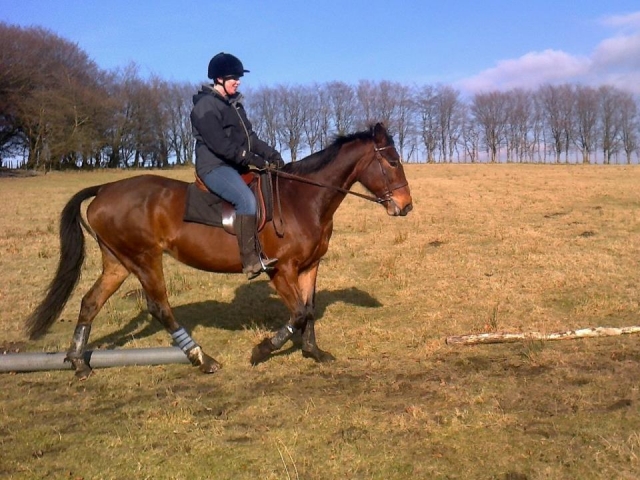  Dressage con vagabundos de sillín sendero