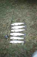 钓鱼收获满满的一天 