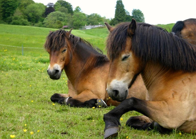  Encontre -nos na Exmoor Pony Trekking Society da Universidade de Edinburgh! 