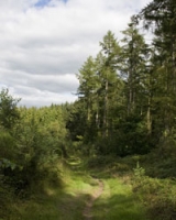  Una caminata en el bosque 