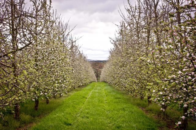 Orchardos de manzana de sidra 