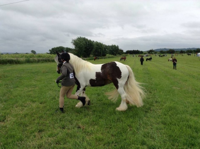 Divoky Riding School 的开放盛装舞步