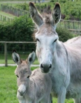  Donkeys 