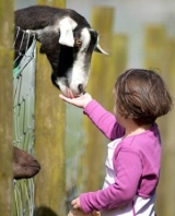  Alimentando a los animales 