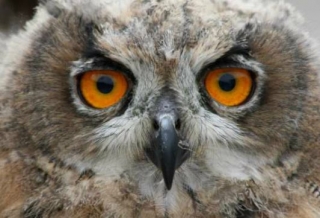  He estado despierto toda la noche 