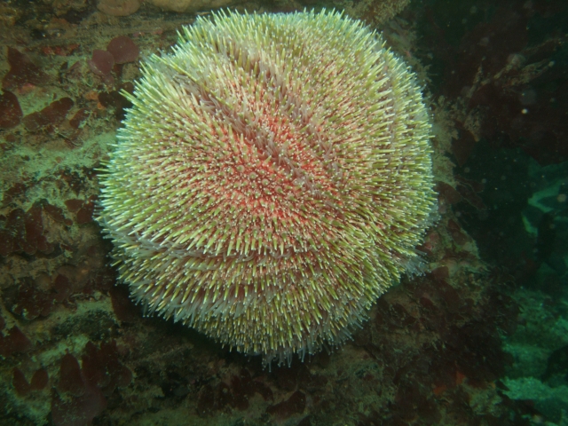  来看看我们壮观和意想不到的珊瑚礁系统。 