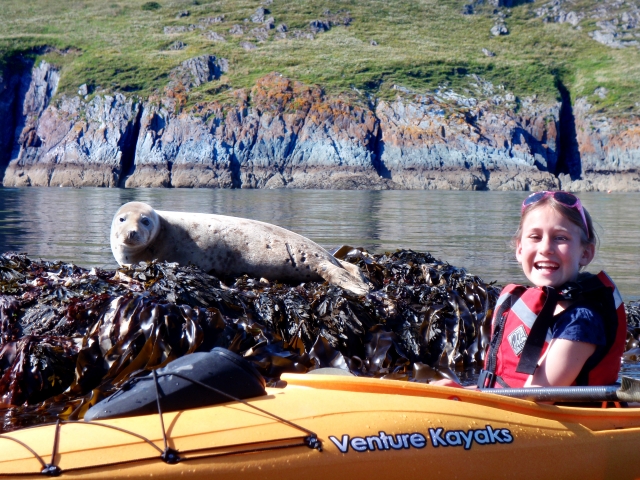 喵星人石上的野生海豹 