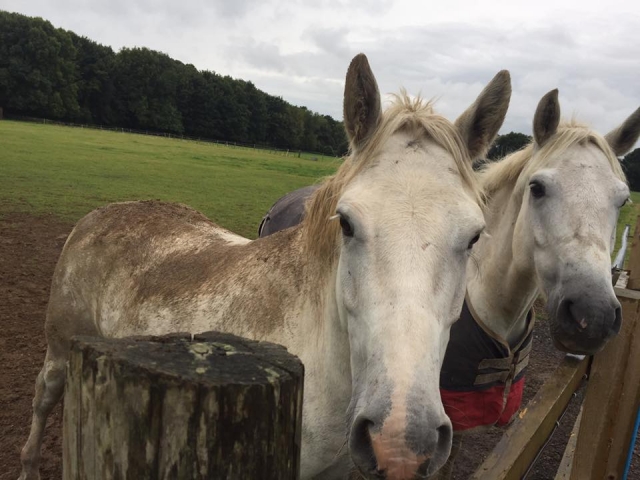  Incontra tutti a Lavant House Stables