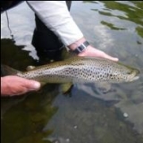  Pêche à la truite. 