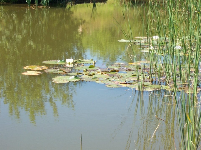 A great place to fish.