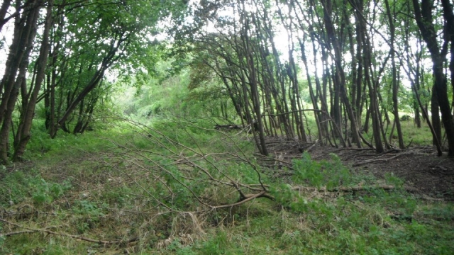 Bush craft is also available.