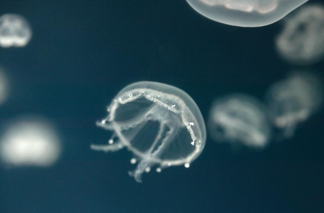 View the amazing marine life.