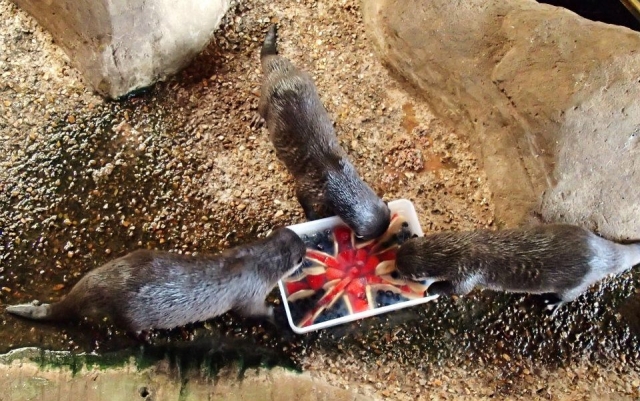 Patriotic otters.