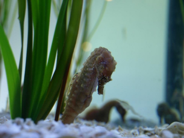 A seahorse.