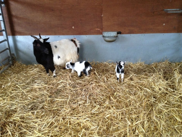 Baby goats!
