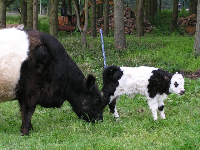 Brand new baby calf!