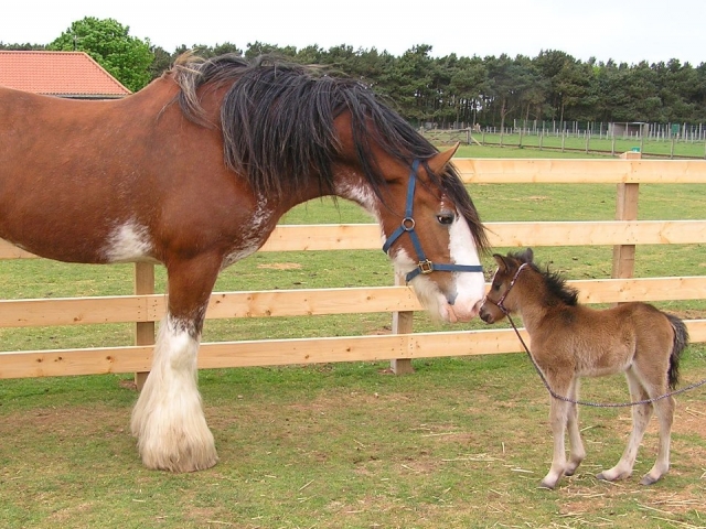 What a cute foal.