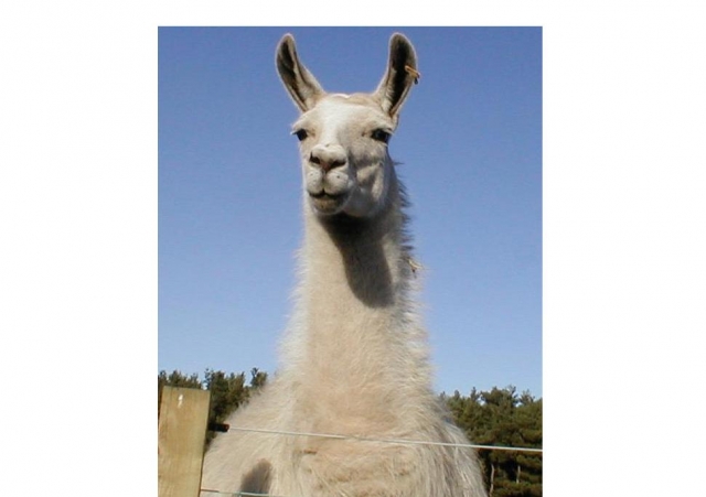 Henry the Llama