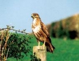 Un buzzard 