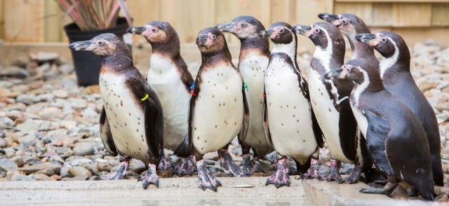 The new penguins.