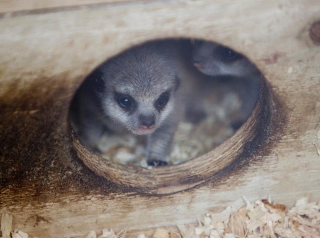 Meerkat babies.