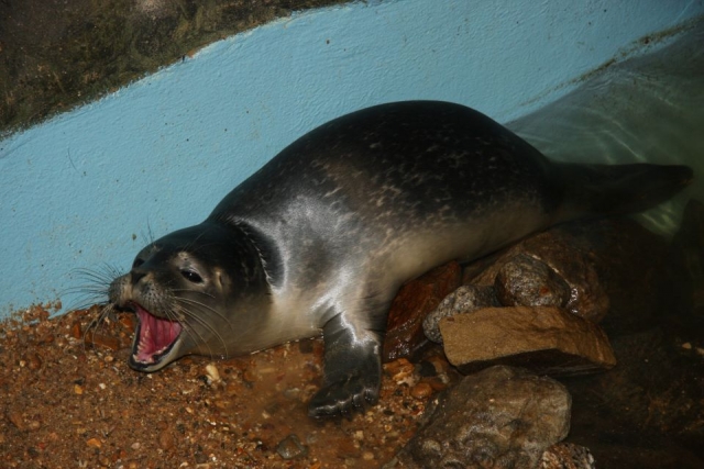 Come and see the great animals.