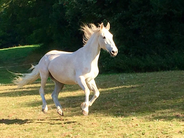 Happy Horses en Perry Wood 
