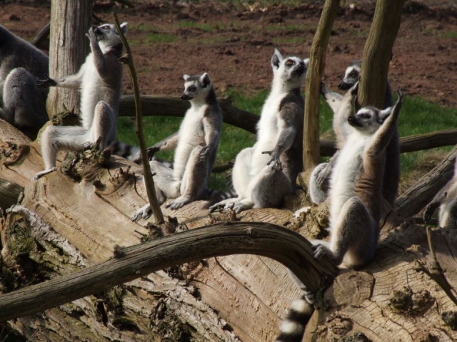 See some great animals.