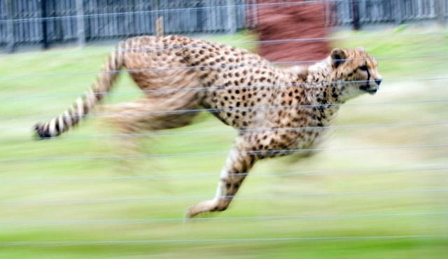 How fast can they run?