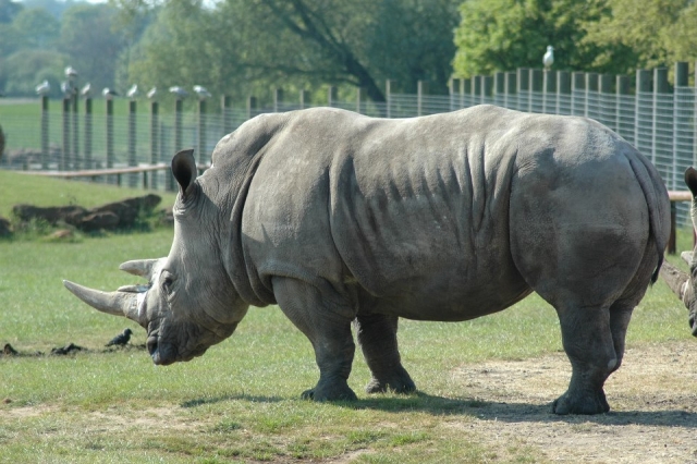 Rhinos are a great sight to see.