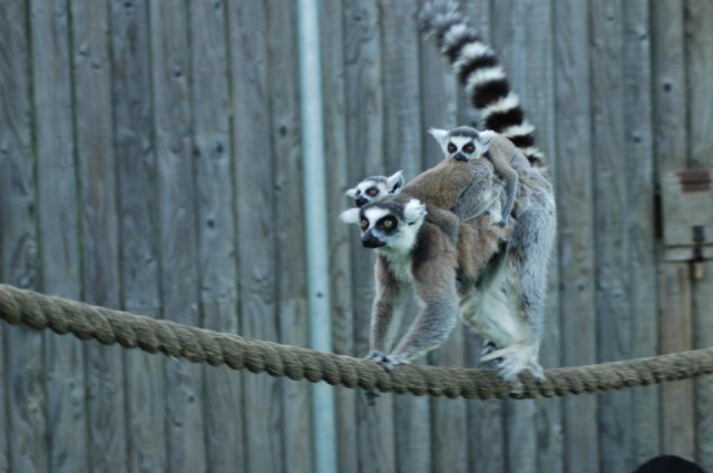 See some great animals.