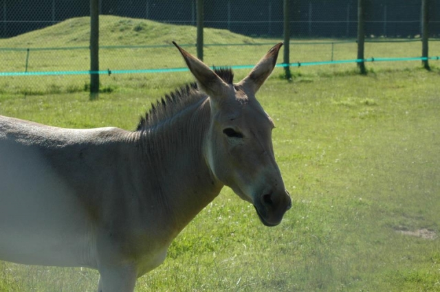 Learn about lots of new animals.