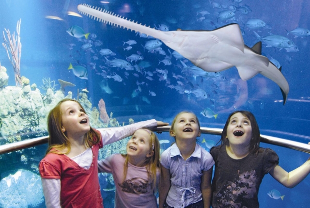 See some great sealife.