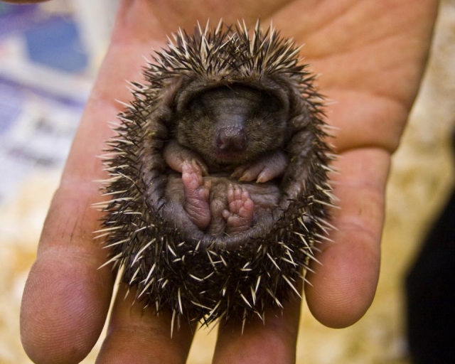 Baby hedgehog!