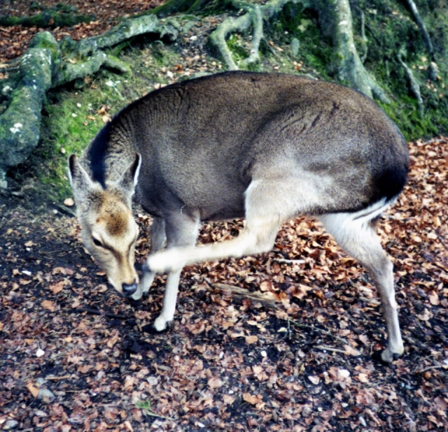 See some great animals.