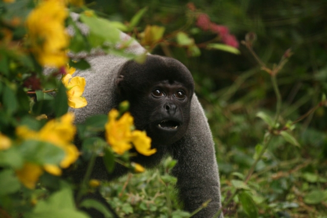 The Monkey Sanctuary
