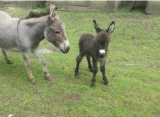 Donkeys are awesome.