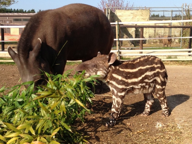 Baby with it's Mum.