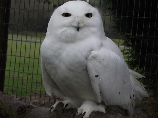  看到一些很棒的猫头鹰。 