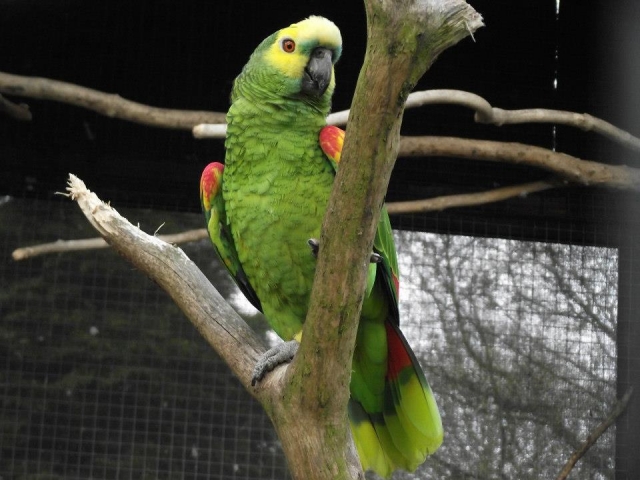  一些很棒的鸟类。 