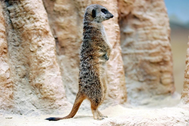 The meerkats are waiting