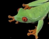 Meet some new friends.