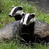  Badgers 