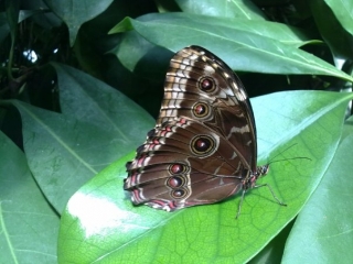 Butterflies are pretty.