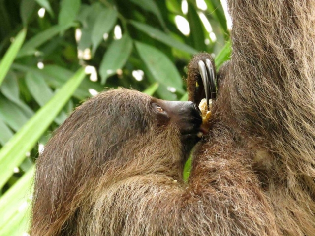 The Living Rainforest