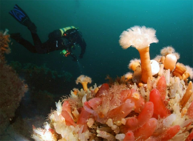  tanto para descubrir. 