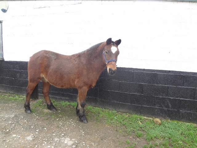 One of our horses, Rollo