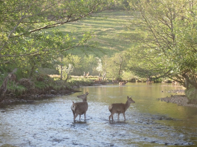 Red deer in the river